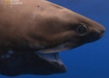 National Geographic: Опасные встречи. Акула из бездны
