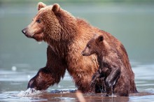 Медведи - самые опасные существа