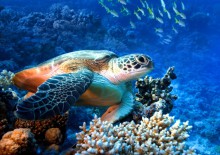 Коралловый риф - подводный мир Египта